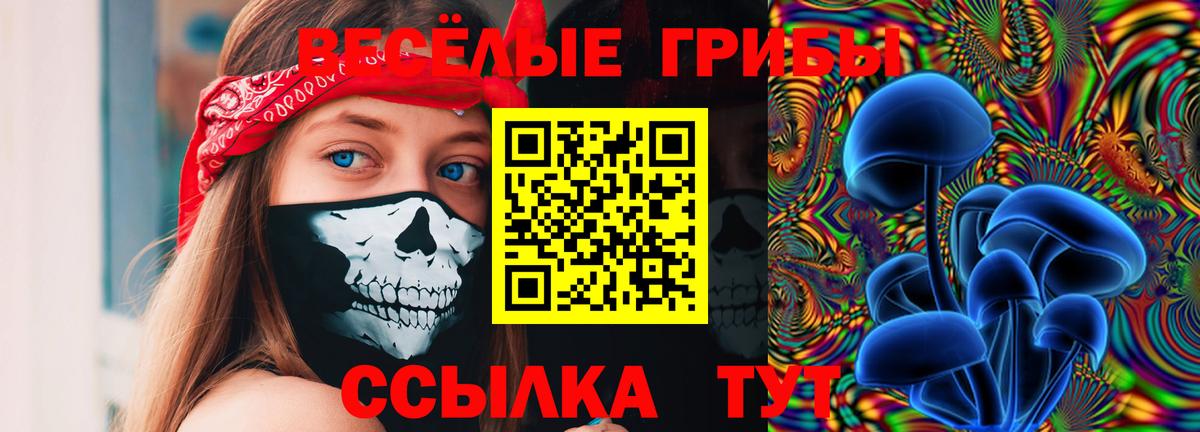 Псилоцибиновые грибы Psilocybine cubensis Гусиноозёрск